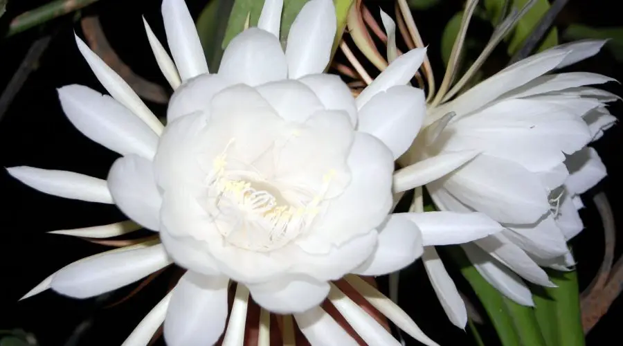 शिव जी को अति प्रिय है यह  वरदान रूपी ब्रह्मकमल का पुष्प | (Brahma Kamal Phool)