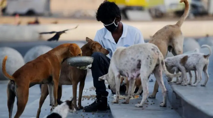 The Many Benefits of Feeding Animals Astrology: Why Should You Feed Them at All?