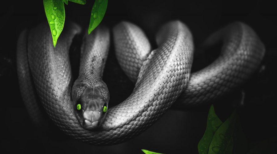 Constantly Seeing Snakes in Your Dreams? It Might Hold a Special Meaning