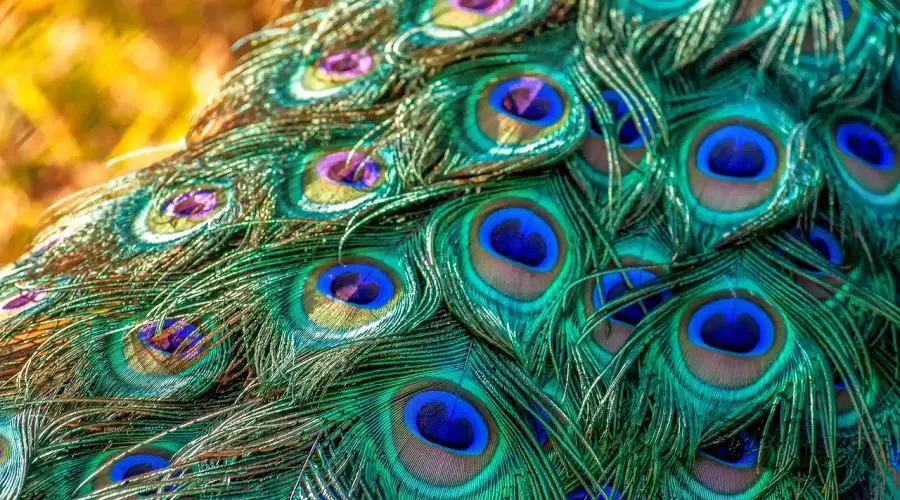 5 Amazing Peacock Feather Remedies for Prosperity
