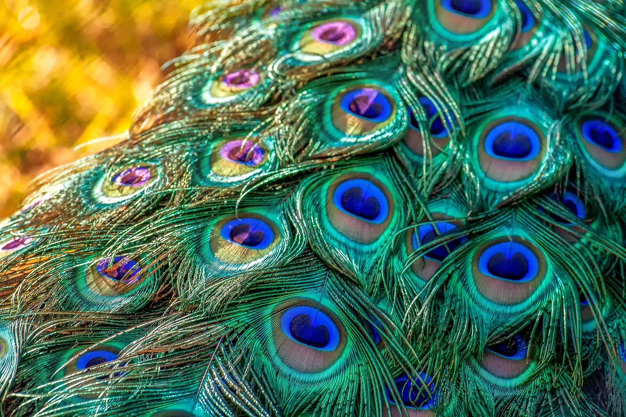 Peacock Eye Feathers Coin Purse