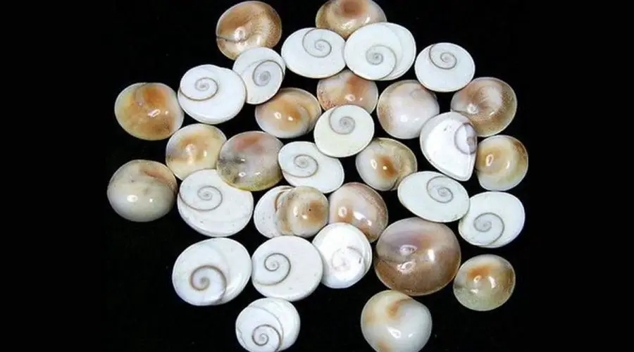 Gomti Chakra: A Detailed  Guide into Gomti Chakra Benefits