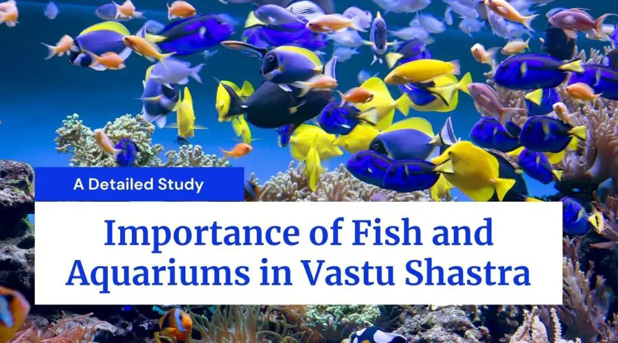 Vastu Fish: Know the importance of Fish and Aquariums in Vastu Shastra