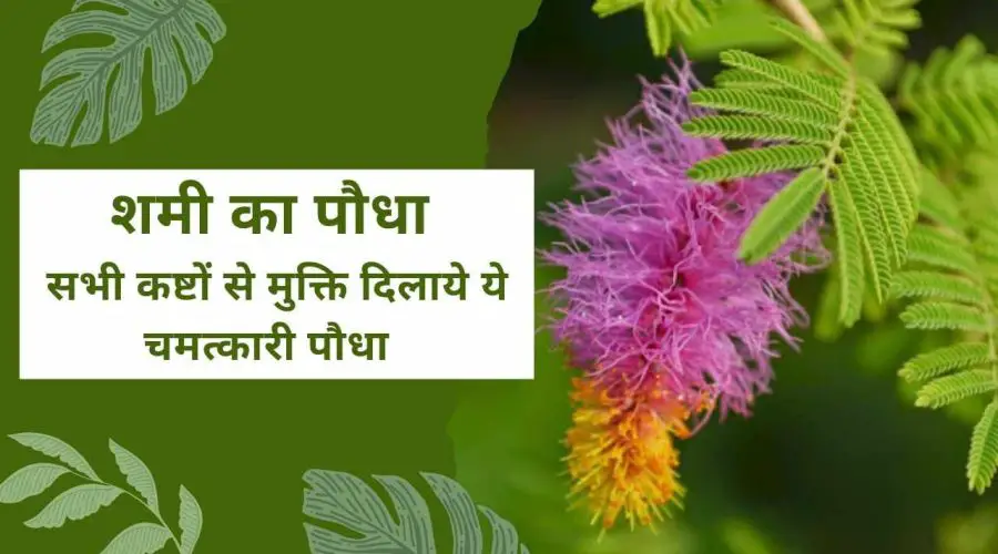 शमी का पौधा: परेशानियों और दोषों से मुक्ति दिलाये ये चमत्कारी पौधा | Shami Plant ke Fayde