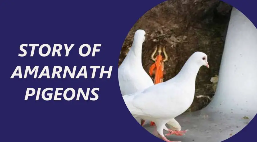 Amarnath Pigeons: All You Need to Know about the 2 Immortal Amarnath Pigeons