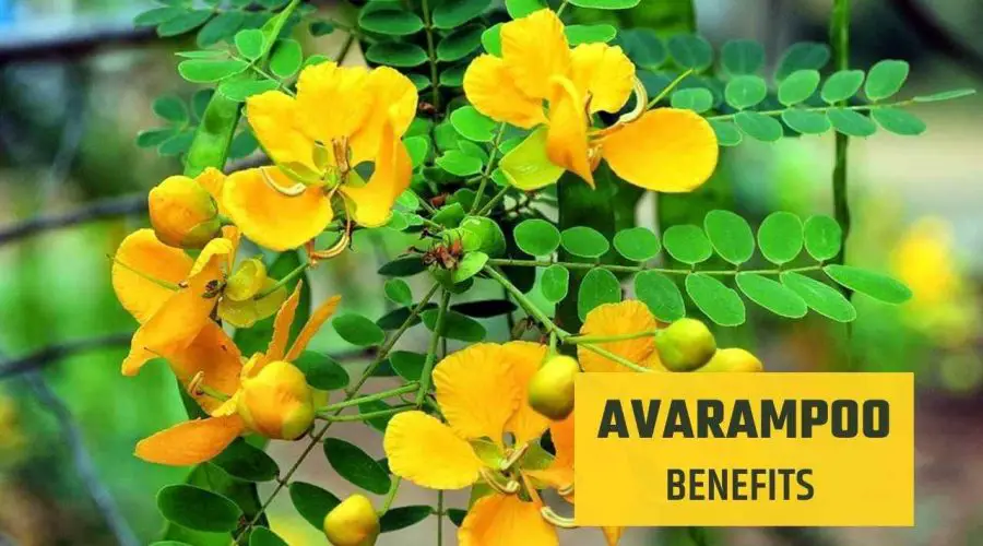 10 Amazing Benefits of Avarampoo Flower: For Face, Skin, Hair, etc
