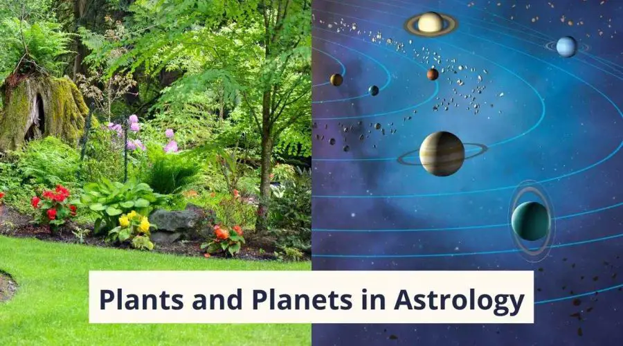Plants and Planets in Astrology: These Plants Will Calm Your Planets And Ease Your Sufferings