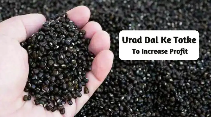 Urad Dal Ke Totke in Shop to Increase Profit