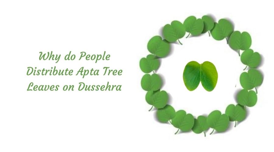 Why do People Distribute Apta Tree Leaves on Dussehra and Vijayadasami day?