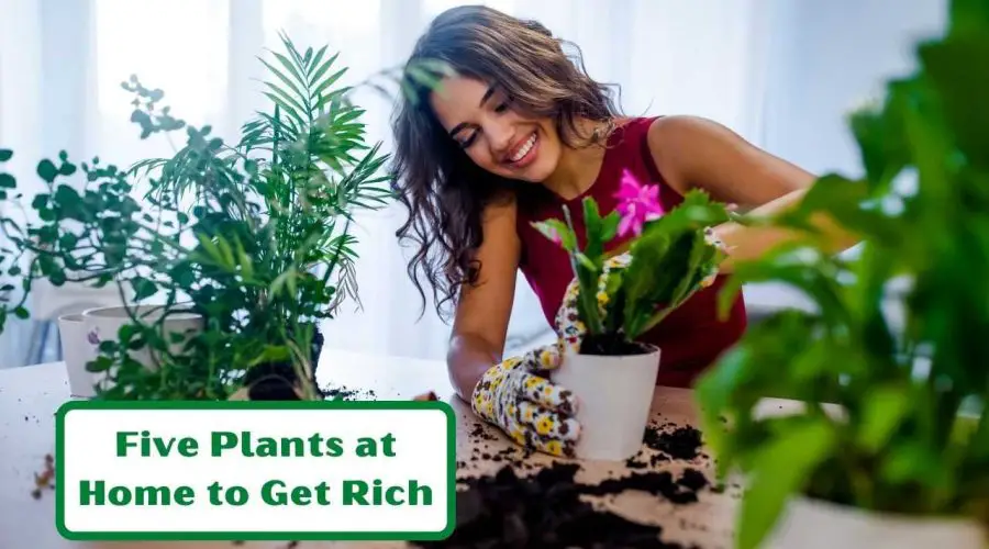 Want to Attract Wealth? Keep These Five Plants at Home to Get Rich