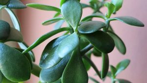 Crassula Plant or Money Tree