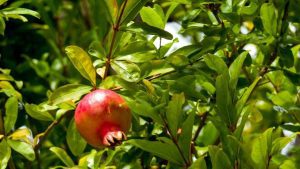 Pomegranate plant