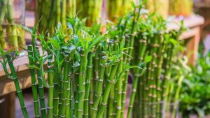 Bamboo plant