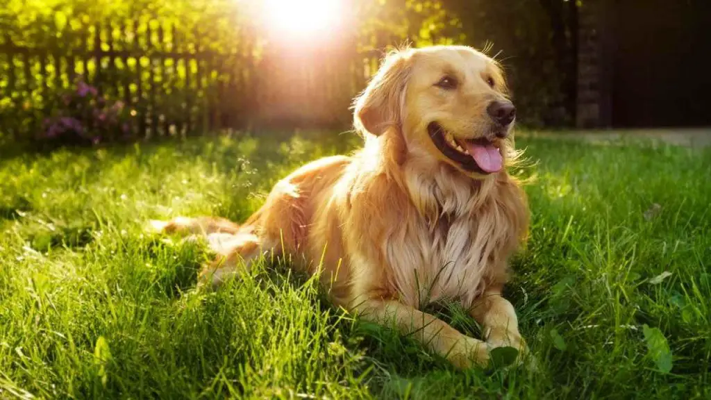 Labrador or Golden Retriever