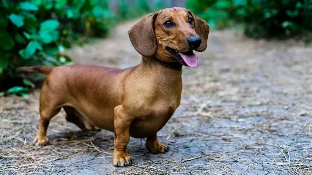 Dachshund