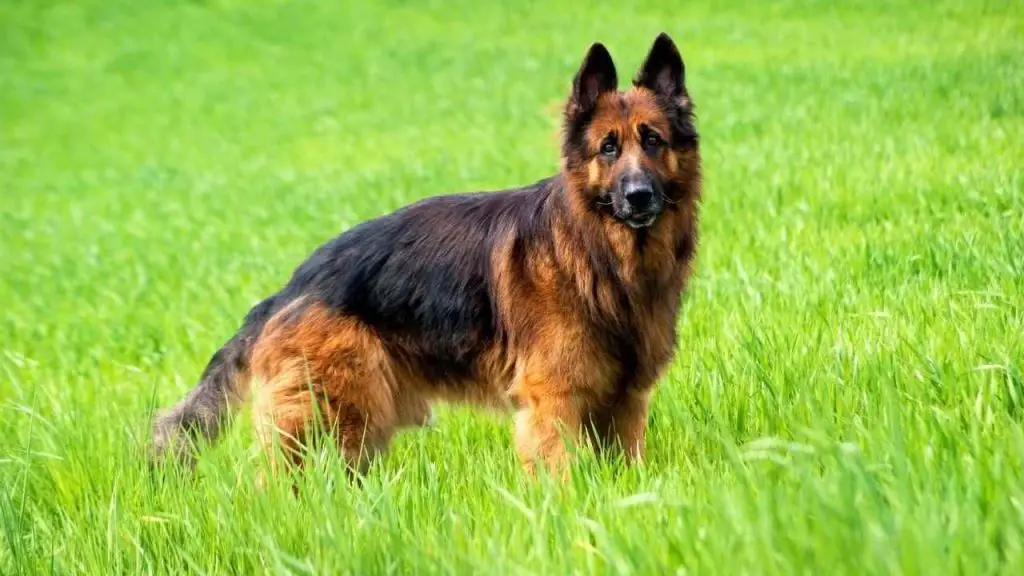 German Shepherd dog