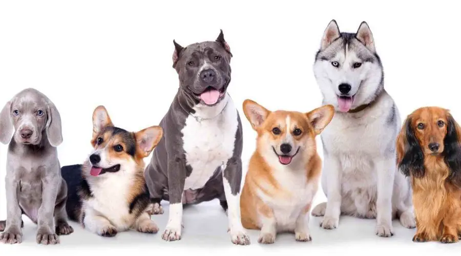 Know what Your Dog’s Breed Tells About Your Personality