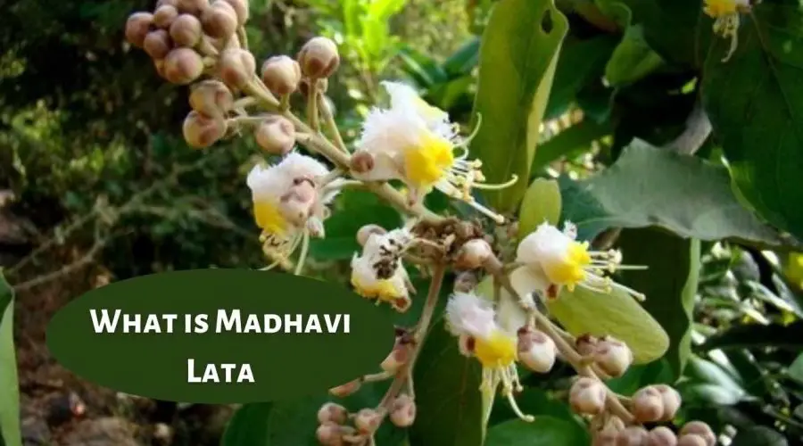 All You need to know about Madhavi Lata: Hiptage Plant