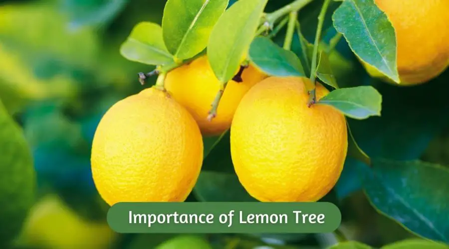 Importance of Lemon Tree in House as per Vastu