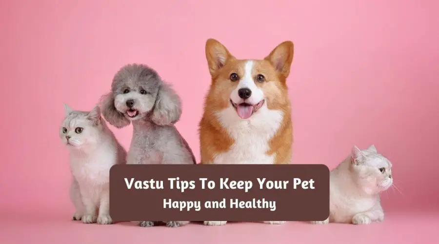 Follow these Vastu Tips to Keep Your Pet Happy and Healthy
