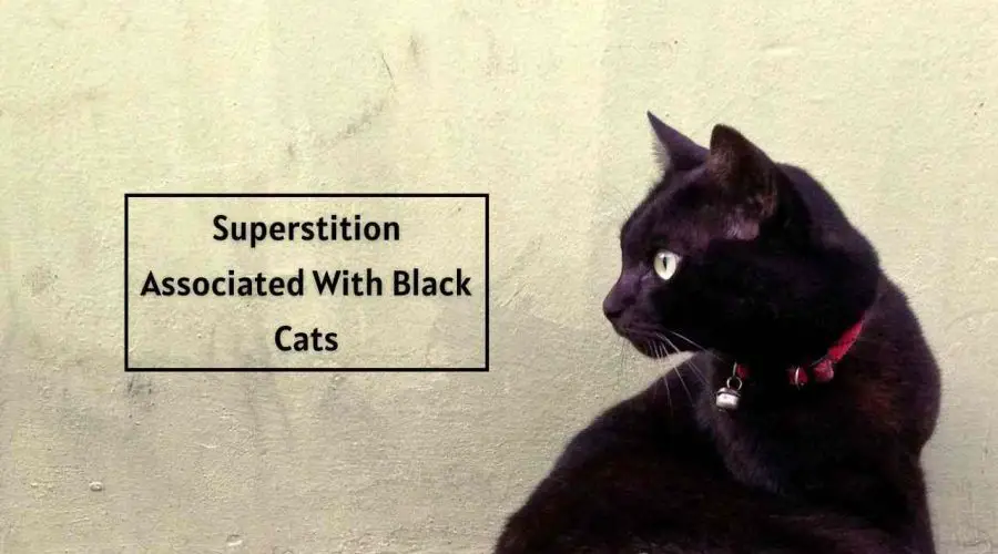 Know the Superstition Associated With Black Cats?