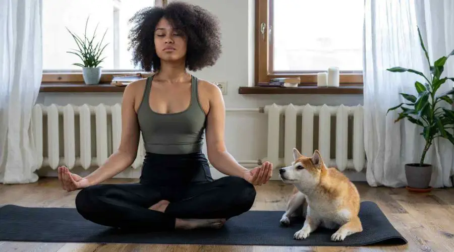 Have a Pet at Home? Doing “Pet Meditation” can be Life Changer for You!