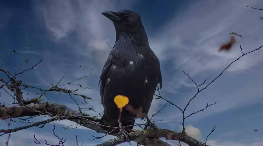What do Crows Symbolize? What do Crows Symbolize Spiritually