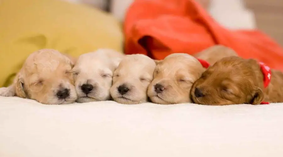 Getting Dream with Puppies? – What does it Mean to You and its Significance