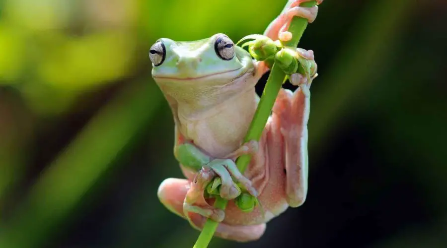 40 Best Frog Jokes – 40 Knock Knock Frog Jokes