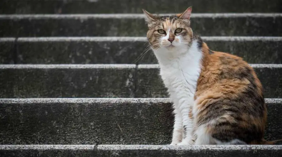 When a Stray Cat Chooses You – Know its Spiritual Meaning | [Bonus] What Should You Do If a Stray Cat Follows You?