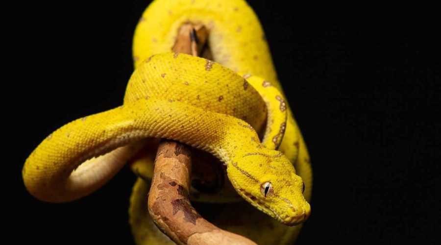 Dream About a Yellow Snake – 13 Spiritual Meanings When You Dreams About Yellow Snake