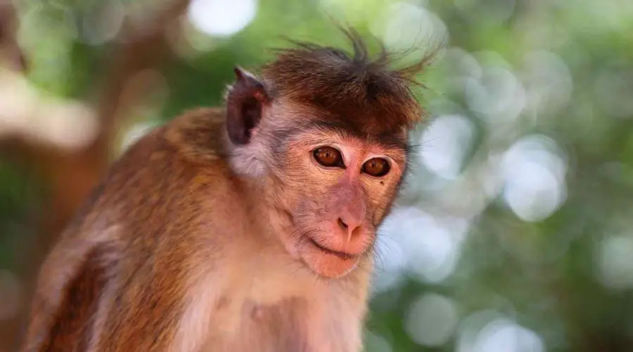 50 Best Monkey Jokes – 50 Monkey Jokes One Liners