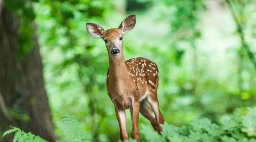 40 Best Deer Jokes – 40 Funny Deer Jokes About Moose
