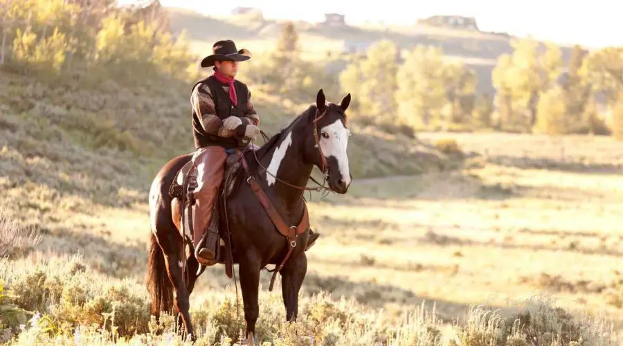 50 Best Cowboy Jokes – 50 Cowboy Jokes One-Liners