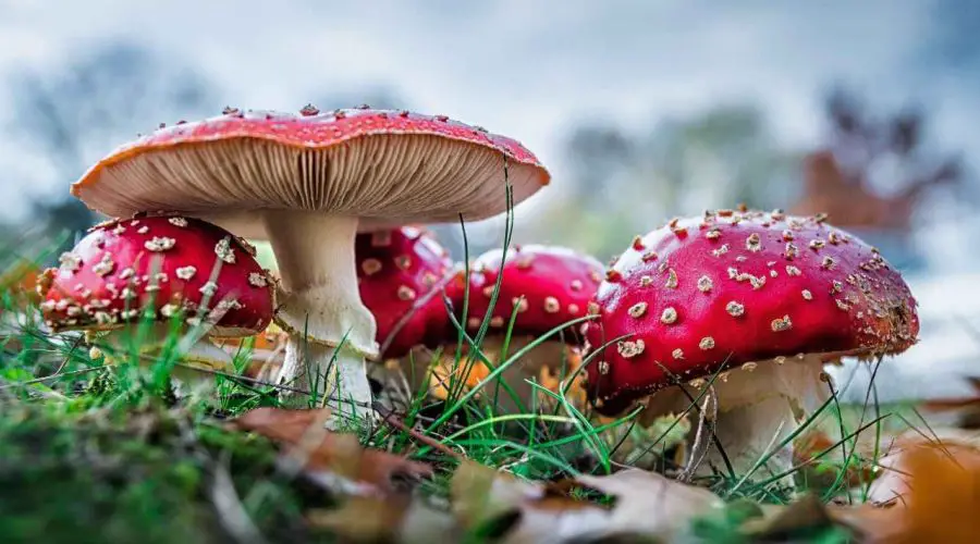 40 Best Mushroom Puns and Jokes – 40 Mushroom Puns One Liner