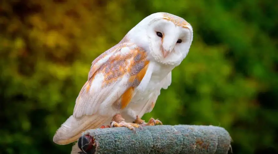 50 Best Owl Puns and Jokes – 50 Owl Puns One Liner