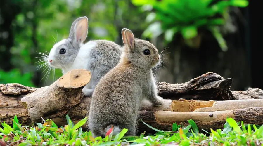 Spiritual Meaning of Rabbit Crossing Your Path – A Complete Guide