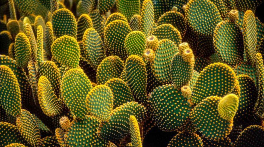 Cactus Puns and Jokes