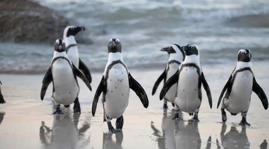 40 Best Penguin Puns and Jokes – 40 Penguin Puns for Instagram