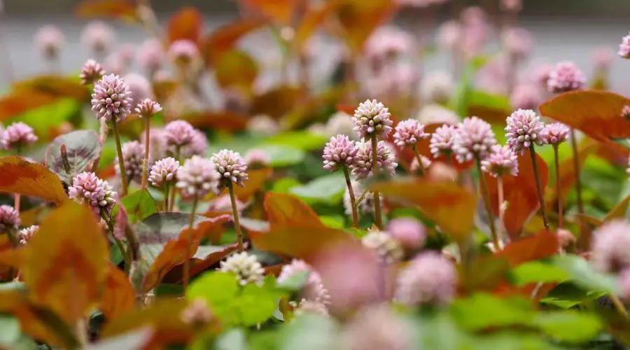 All You Need to Know about “Pinkhead Knotweed Plants”