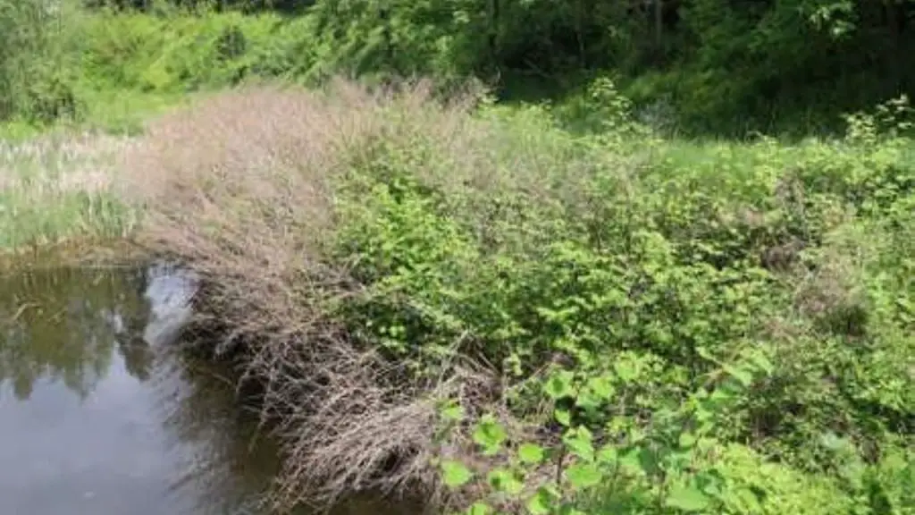 How Much Water Should pinkhead knotweed Get?