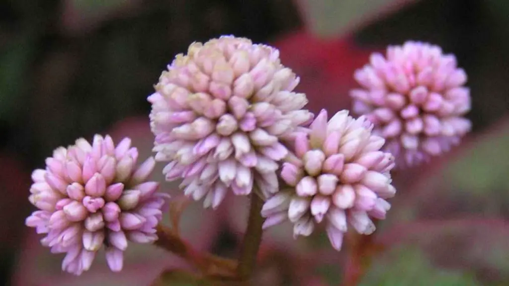Should Pinkhead knotweed be pruned?