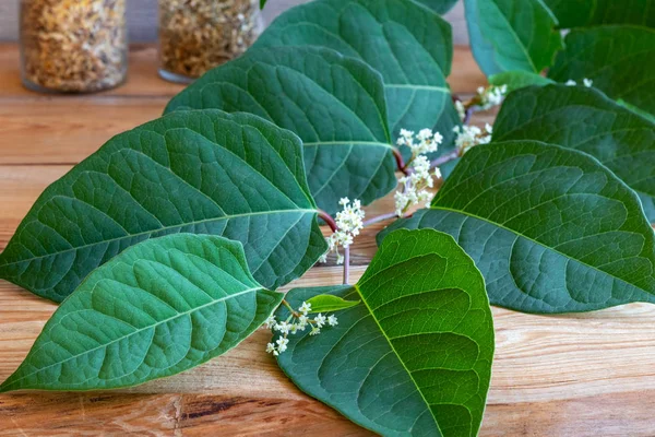 Pinkhead Knotweed plant growth stages