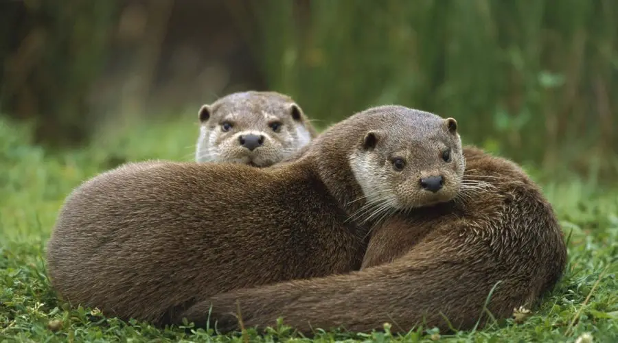 35 Best Otter Puns and Jokes – 35 Otter Puns for Instagram