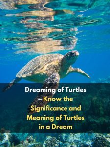 Dreaming of Turtles