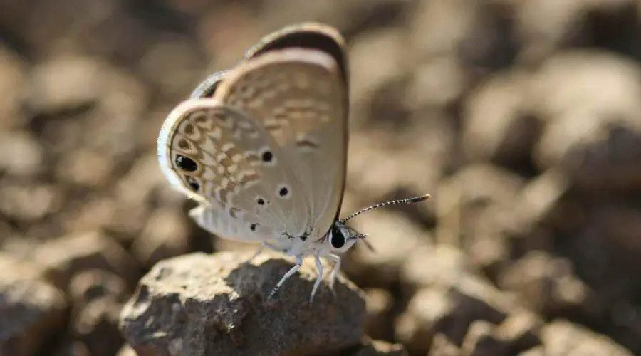 White Moth in Dreams – Know its Spiritual Meaning and Symbolism