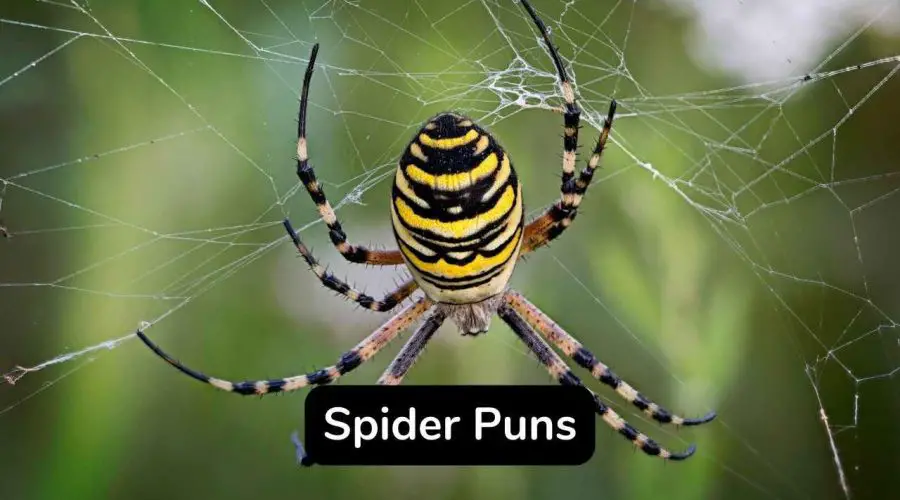 35 Funny Spider Puns and Jokes You Should Not Miss!