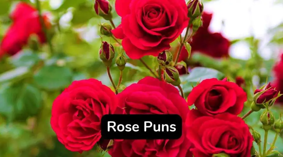 45 Funny Rose Puns and Jokes To Make You Laugh