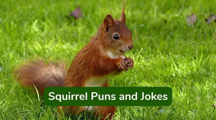 30 Hilarious Squirrel Puns and Jokes That’ll Make You Go Nuts
