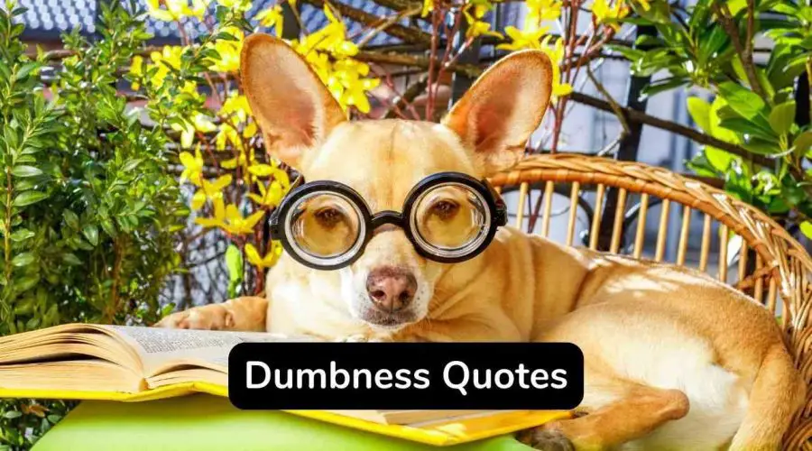 35 Best Dumbness Quotes You Should Not Miss!